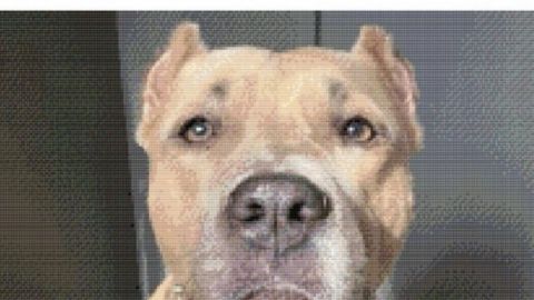 Vymaľuj  svoj vlastný obraz